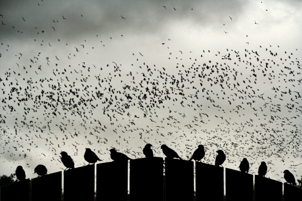 Photograph Jan Piller Dance Of The Migration on One Eyeland